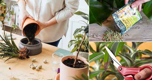 12 Tipps für die Gartenarbeit in Indoor für große und gesunde Zimmerpflanzen