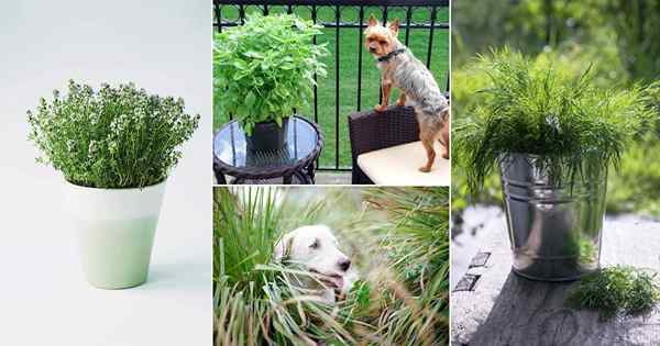 12 tanaman yang suka dimakan anjing