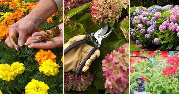 12 consejos profesionales para mantener sus plantas floreciendo continuamente y más tiempo