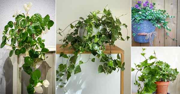 12 Alternatif Indoor Ivy Inggeris yang menakjubkan | Bahasa Inggeris Ivy Lookalikes