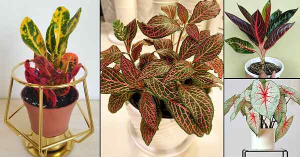 12 oszałamiających roślin domowych z czerwonymi paskami