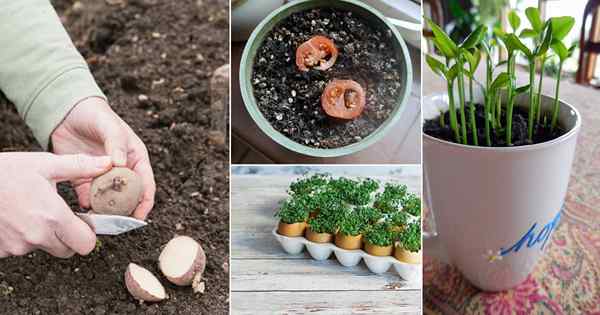 13 hacks de plantation faciles pour faire pousser des légumes gratuitement