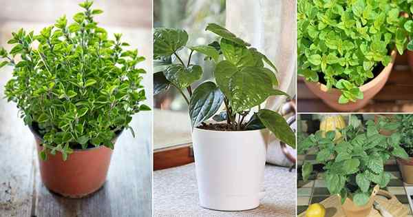 13 zioła, które możesz wyrosnąć na kaszel i zimno