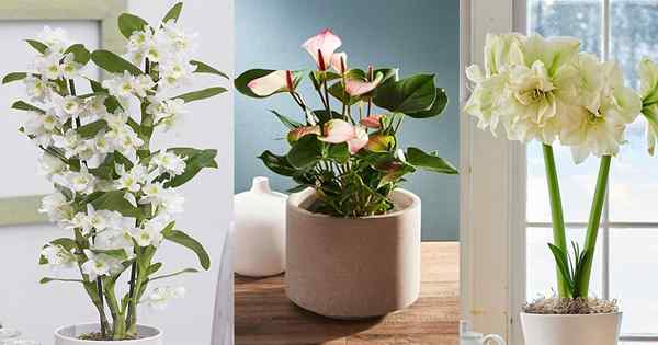 13 plantas internas com flores brancas