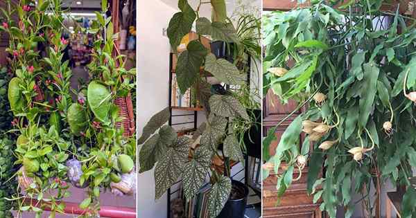13 Houseplants spektakuler yang suka memanjat