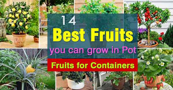 14 Buah Terbaik Untuk Tumbuh di Pots | Buah -buahan untuk wadah