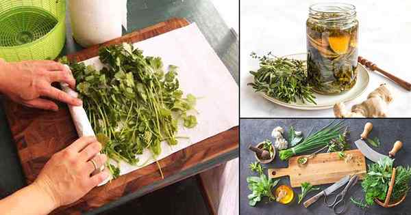 14 cara terbaik untuk memelihara herba