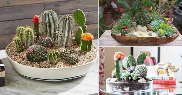 14 Ide Taman Dish Cactus DIY