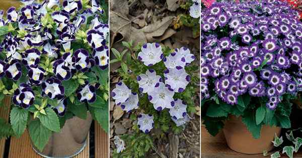 15 meilleures fleurs violettes et blanches