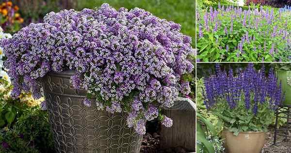 15 bunga ungu terbaik di Texas | Tumbuhan Ungu di Texas