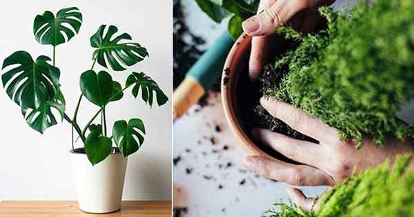 15 melhores dicas para vasculhar corretamente as plantas internas