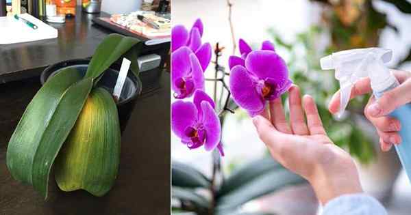15 errores de crecimiento de orquídeas comunes