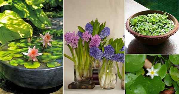15 lindas plantas de agua pequeñas para mini jardines de agua de recipiente