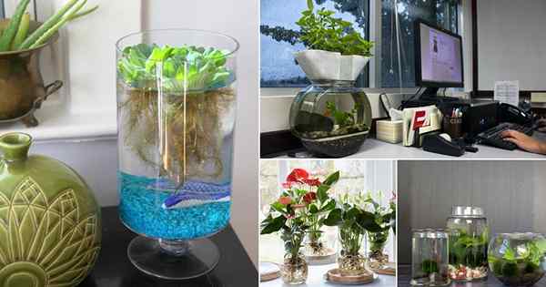 15 ideas de jardín de agua de escritorio de bricolaje