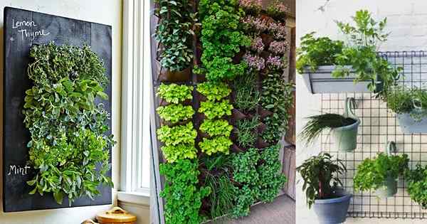 15 idéias de parede viva comestíveis para pequenos espaços