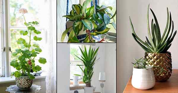 15 plantas de interior que crecen en aire seco