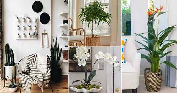 15 roślin wewnętrznych dla minimalistycznego domu