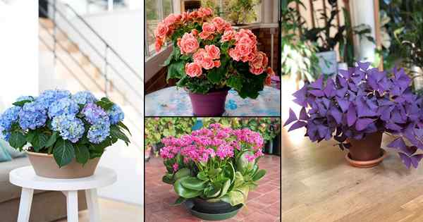 15 roślin wewnętrznych, które są tak piękne jak bukiety kwiatowe