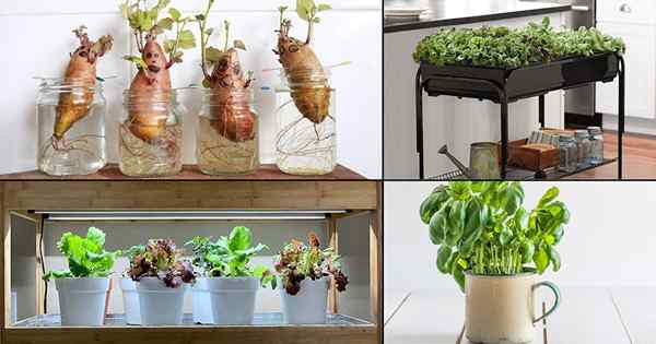 15 idées de jardin végétal intérieur | Les meilleurs légumes que vous pouvez cultiver à l'intérieur