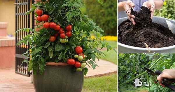 15 Geheimnisse zum Anbau von Tomaten in Behältern