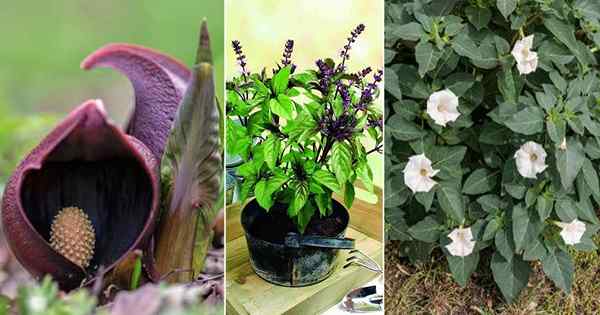 15 plantes répulsives de serpent | Les plantes qui repoussent naturellement les serpents