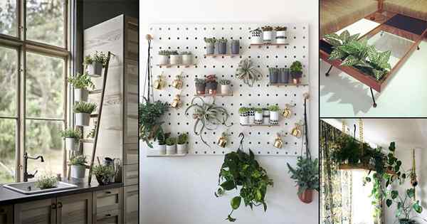 15 Ideas de plantas interiores de ahorro de espacio para habitaciones más pequeñas