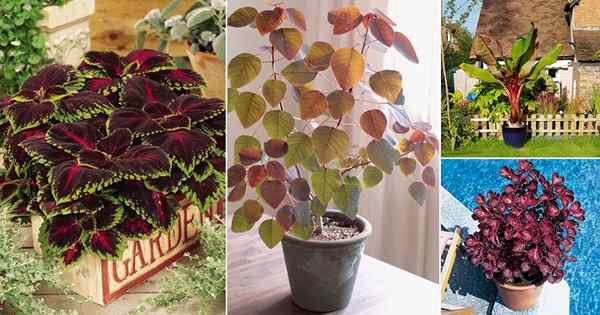 16 beste rote tropische Pflanzen zum Wachsen im Innen- und Außenbereich