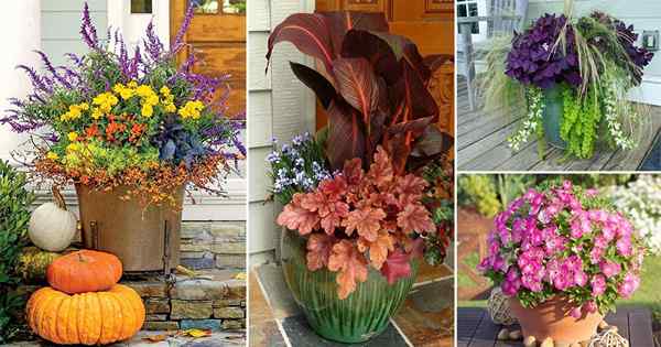 16 grandes fleurs d'automne pour les contenants des fleurs d'automne pour les pots