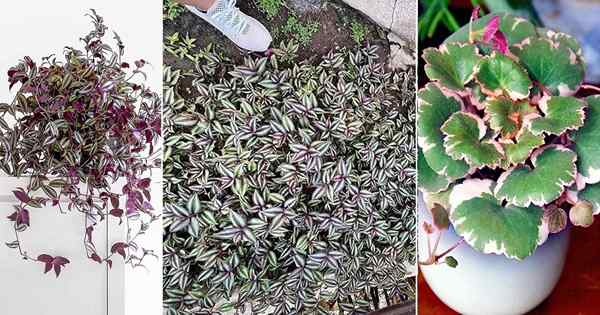 16 couvertures au sol qui deviennent d'excellentes plantes d'intérieur