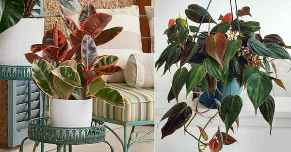 16 tanaman dalam ruangan dengan pertumbuhan baru yang penuh warna