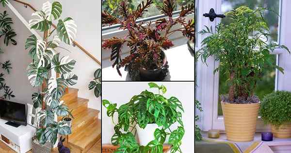 16 plantes intérieures avec un feuillage coupé fantaisiste