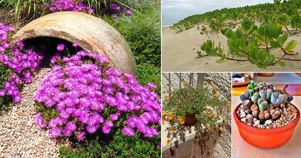 16 suculentas que você pode crescer na areia