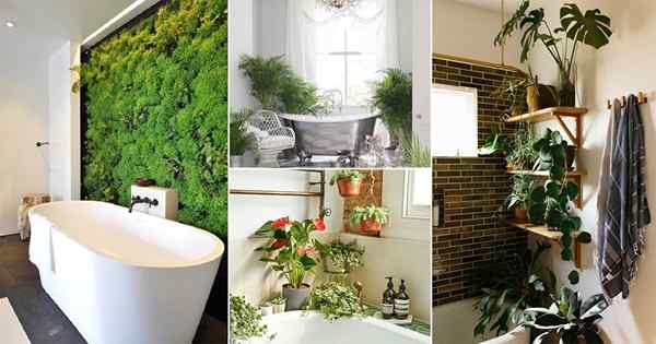 16 idées de plantes de salle de bain tendance | Jardin de salle de bain