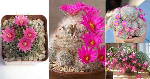 17 schöne Kaktus mit rosa Blumen