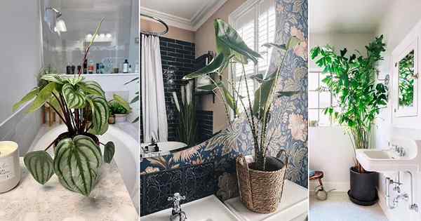 17 lindas plantas tropicais que você pode cultivar no banheiro