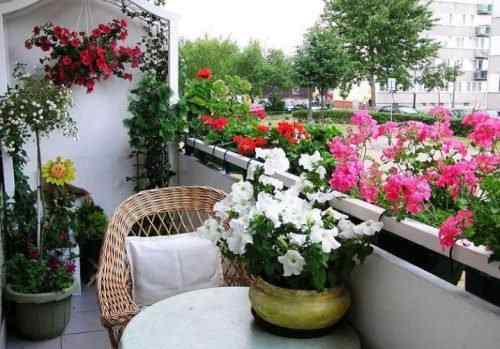 17 najlepszych kwiatów na balkon