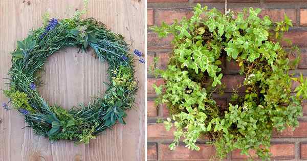 17 couronnes d'herbes de bricolage parfumées à décorer, renifler et manger
