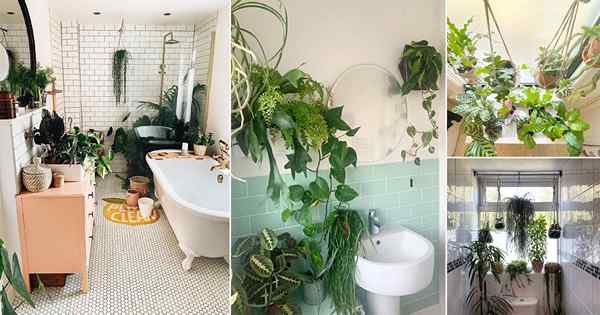 17 idéias de plantas penduradas para banheiro