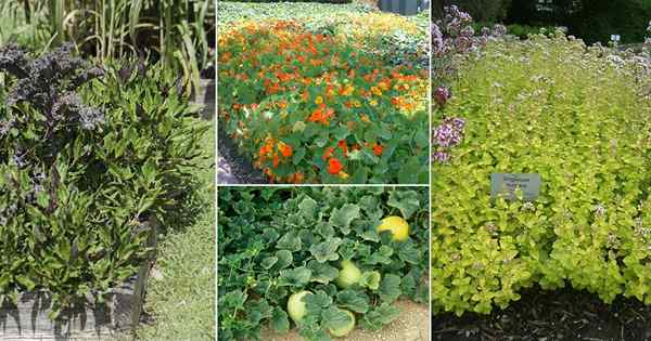 18 meilleures plantes de couverture terrestre comestibles