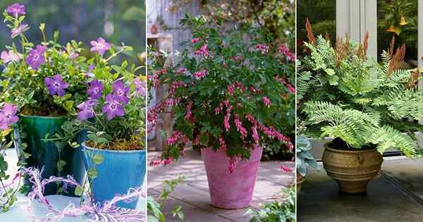 18 melhores plantas para o jardim da varanda voltada para o norte