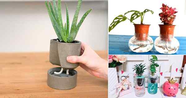 18 DIY -Innen -Selbstwässerungspflanze Ideen