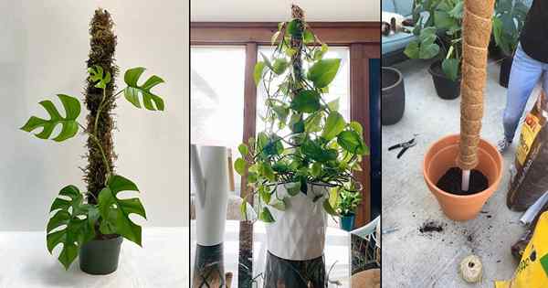 18 DIY Moss Pólo para plantas | Moss Sticks que você pode fazer facilmente