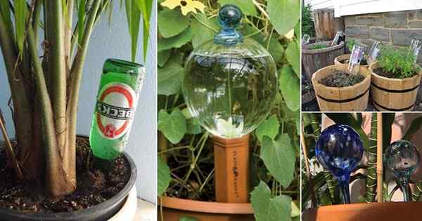 18 ideas de globo de riego de bricolaje para jardineros ocupados