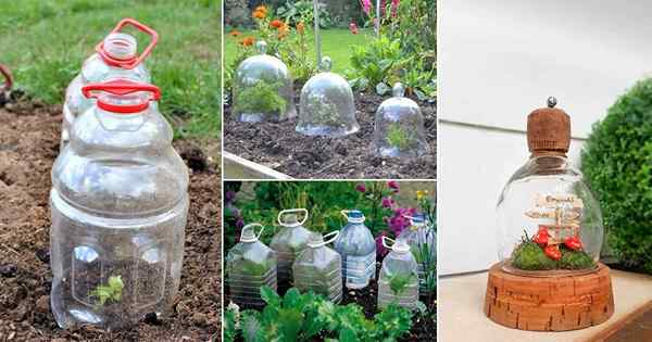 18 Große DIY -Garten -Cloche -Ideen für Pflanzen