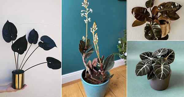 18 photos de plants d'intérieur noirs intéressants d'Instagram