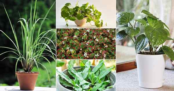 18 herba paling eksotik di seluruh dunia