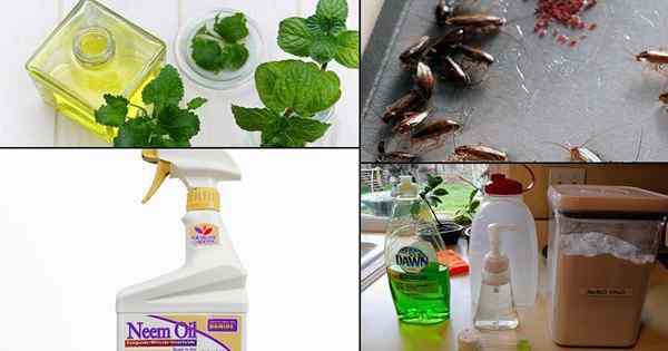 18 naturalnych sposobów na pozbycie się karaluchów z domu i ogrodu