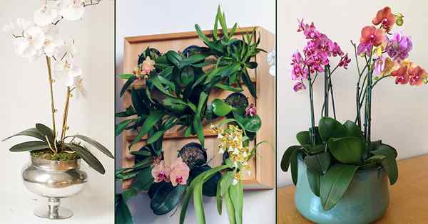 18 Idéias de plantador de orquídeas | Melhores idéias para exibir orquídeas