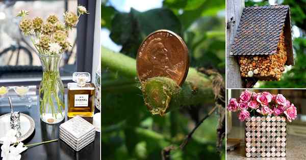 18 Utilisations de penny surprenantes pour la maison et le jardin
