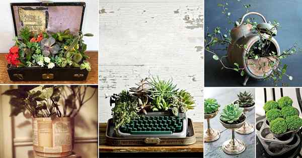 18 ideas de decoración de plantas de interior de estilo vintage